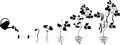 Black silhouette of life cycle of bean plant. Growth stages from seeding to flowering and fruiting plant with root system Royalty Free Stock Photo
